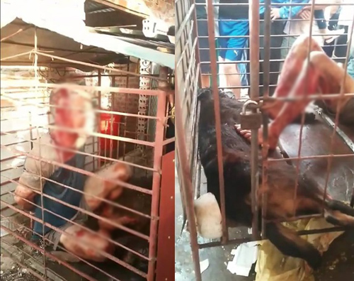 Nhốt trộm chó vào cũi “để trộm được an toàn” Nhốt trộm chó vào cũi “để trộm được an toàn”