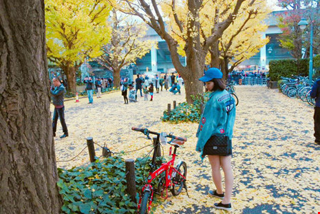 Đẹp mê say mùa lá vàng ở Nhật Bản - 12