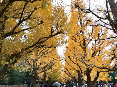 Đẹp mê say mùa lá vàng ở Nhật Bản - 2