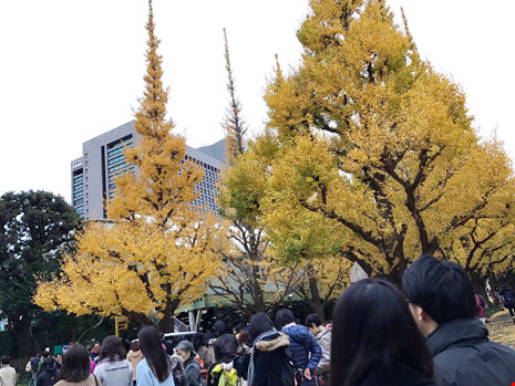 Đẹp mê say mùa lá vàng ở Nhật Bản - 5