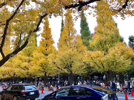 Đẹp mê say mùa lá vàng ở Nhật Bản - 7
