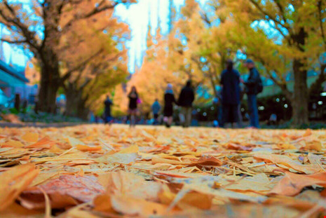 Đẹp mê say mùa lá vàng ở Nhật Bản - 9