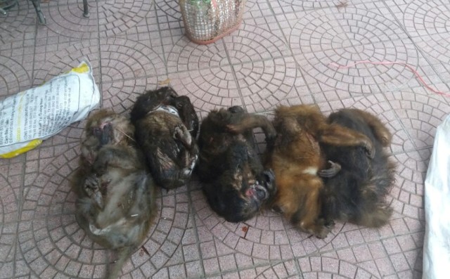Bắt 2 đối tượng vận chuyển 7 cá thể khỉ mặt đỏ đi bán Bắt 2 đối tượng vận chuyển 7 cá thể khỉ mặt đỏ đi bán