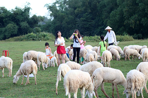 Đồng cừu ở Bà Rịa - Vũng Tàu đẹp mơ màng giữa núi rừng - 8