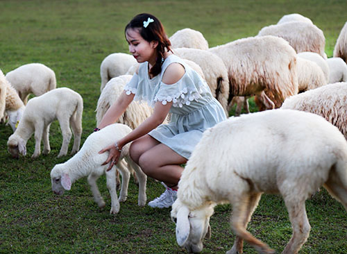 Đồng cừu ở Bà Rịa - Vũng Tàu đẹp mơ màng giữa núi rừng - 3