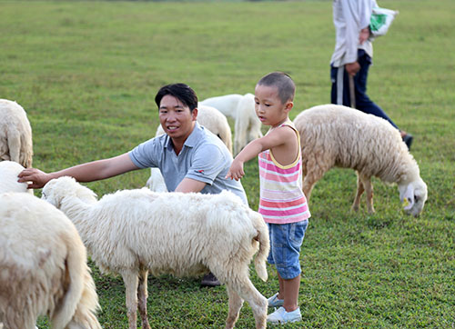 Đồng cừu ở Bà Rịa - Vũng Tàu đẹp mơ màng giữa núi rừng - 9