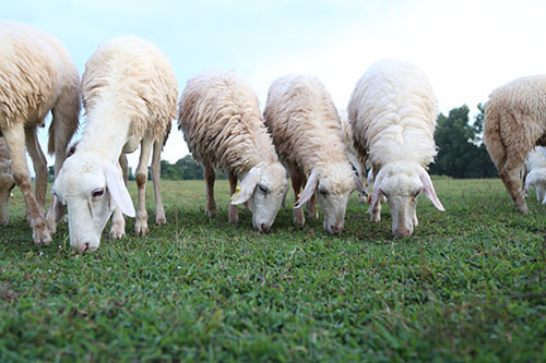 Đồng cừu ở Bà Rịa - Vũng Tàu đẹp mơ màng giữa núi rừng - 11