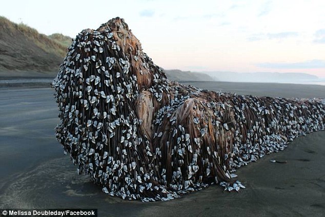 Vật thể khổng lồ bí ẩn dạt vào bờ biển New Zealand - 1