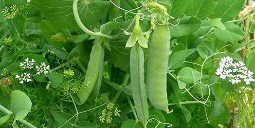 Ăn đậu no hơn ăn thịt - 1