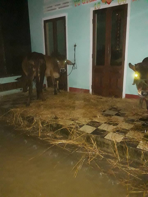 Bình Định chìm trong lũ, hàng ngàn hộ dân bị cô lập - 11