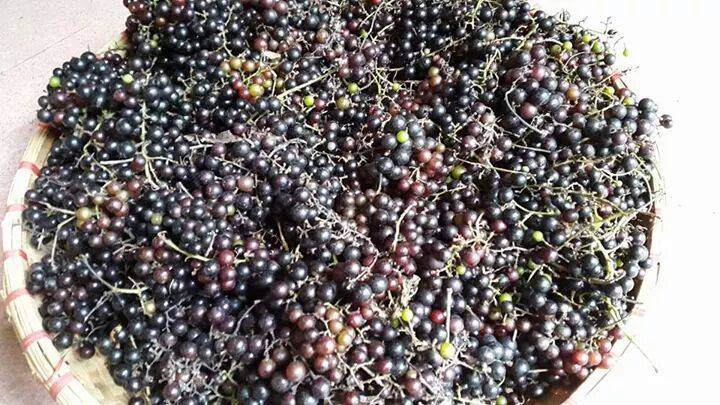 Nho rừng T&acirc;y Bắc đắt như nho Mỹ: Chị em H&agrave; th&agrave;nh l&ugrave;ng sục tranh mua - 1