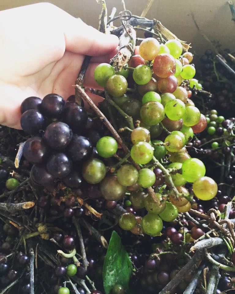 Nho rừng T&acirc;y Bắc đắt như nho Mỹ: Chị em H&agrave; th&agrave;nh l&ugrave;ng sục tranh mua - 2