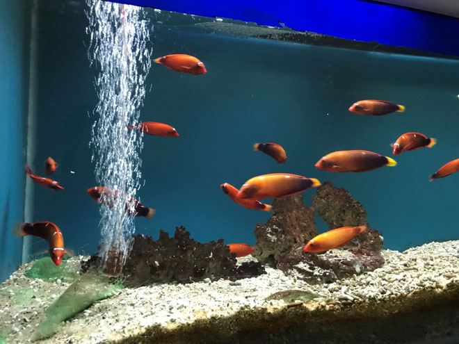 Viện Hải dương học Nha Trang – Kho tàng sinh vật biển lớn nhất Việt Nam - 7
