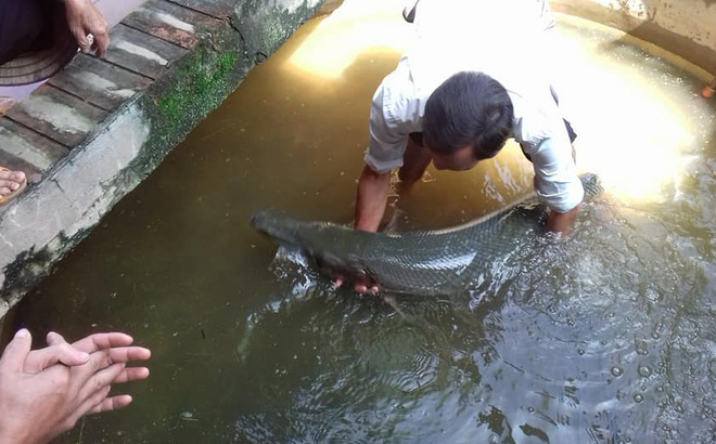 Hoảng hốt phát hiện cá sấu bơi vào nhà trong mưa lụt Hoảng hốt phát hiện cá sấu bơi vào nhà trong mưa lụt