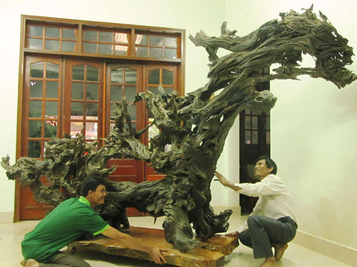"Báu vật" giá siêu khủng: Gốc bàng cổ kỳ bí 600 năm giá 35 tỷ đồng - 4