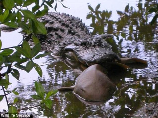 Ép 500 cá sấu nôn, giật mình khi thấy loài vật bị ăn thịt