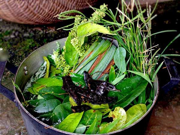 B&agrave;i thuốc nam trị cảm c&uacute;m - 1