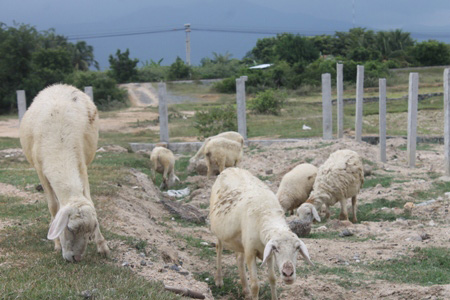 Giá thịt cừu nhảy vọt, nông dân Ninh Thuận lãi hơn 1 triệu/con - 3