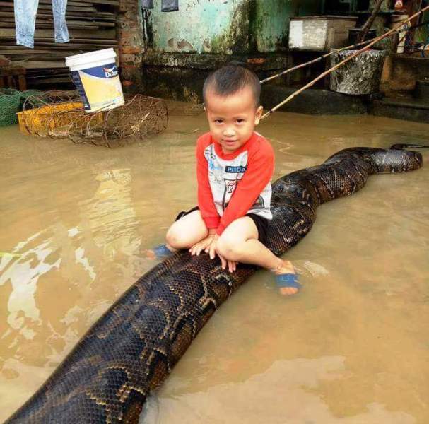 Nóng trong tuần: Bé trai 3 tuổi cưỡi trăn “khủng” ở Thanh hóa gây sốc Nóng trong tuần: Bé trai 3 tuổi cưỡi trăn “khủng” ở Thanh hóa gây sốc