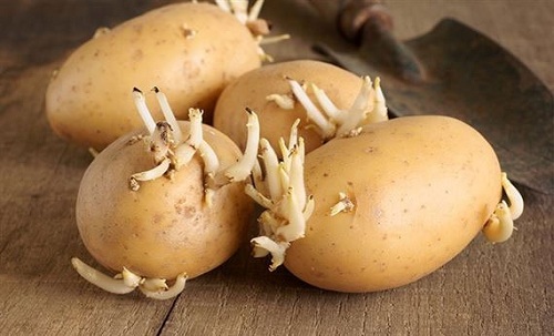 Những bộ phận có độc cần tránh của một số loại rau củ - 1