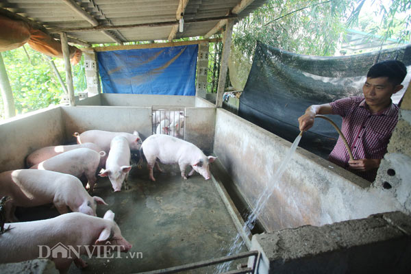 Theo khảo sát của chúng tôi, giá lợn hôm nay 5.11 tại ba miền vẫn đang ở mức từ 28.000 đồng đến trên dưới 32.000 đồng/kg.