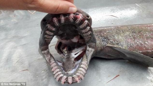 Bắt được cá mập có thân như rắn, mồm 300 răng - 1