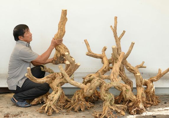 Cận cảnh: Lão nông Sài Gòn phù phép gốc "củi" thành cây cảnh nửa tỷ Cận cảnh: Lão nông Sài Gòn phù phép gốc "củi" thành cây cảnh nửa tỷ