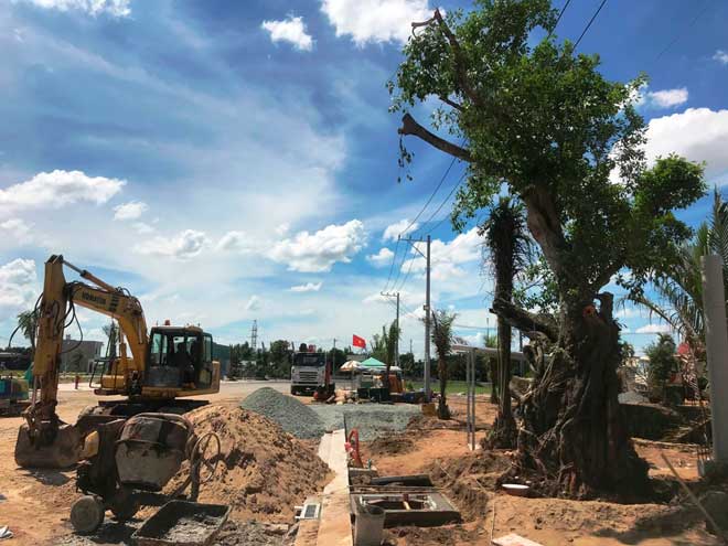 Kỳ lạ: "Cụ" cây báu vật, hàng trăm tuổi ở ngoại ô SG bỗng "bật gốc bay đi" Kỳ lạ: "Cụ" cây báu vật, hàng trăm tuổi ở ngoại ô SG bỗng "bật gốc bay đi"