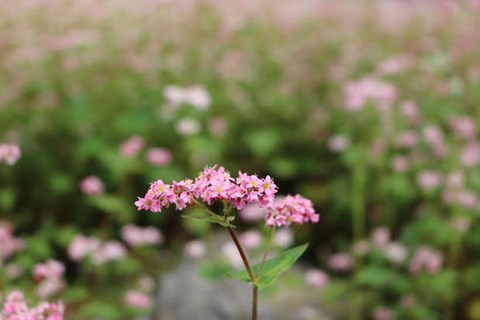 Đến Hà Giang, đừng quên đến 5 địa điểm ngắm hoa tam giác mạch đẹp nhất mùa này - 2