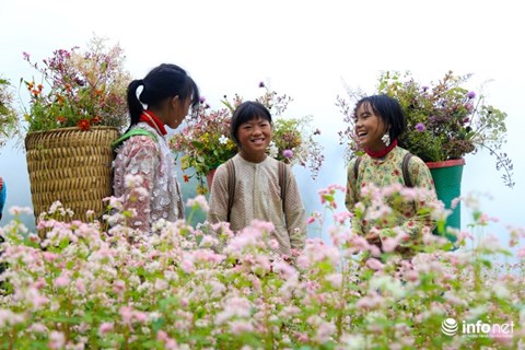 Đến Hà Giang, đừng quên đến 5 địa điểm ngắm hoa tam giác mạch đẹp nhất mùa này - 4
