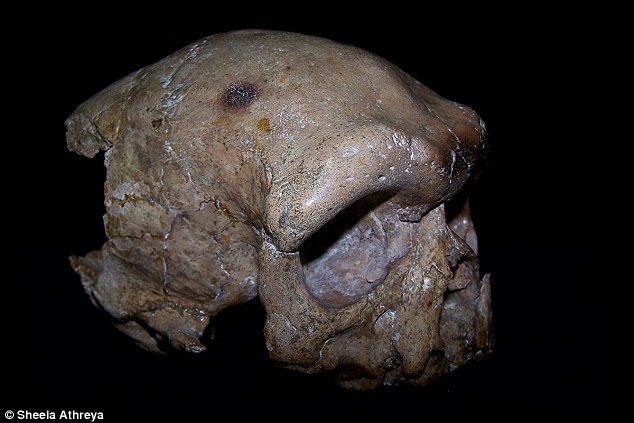 Hộp sọ tìm thấy ở TQ có thể viết lại lịch sử loài người - 2