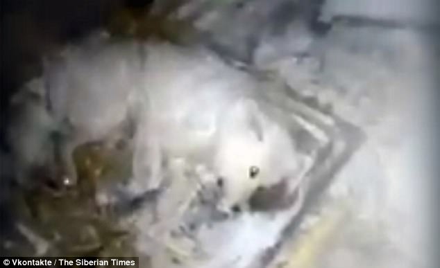 Phẫn nộ cảnh chó đông cứng trong quan tài băng âm 32 độ ở Nga - 2