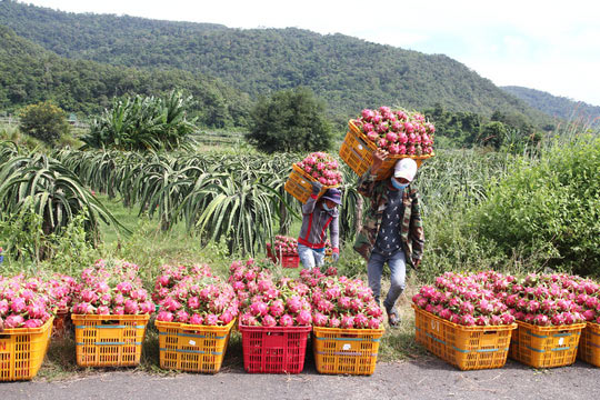 Thanh long Bình Thuận lao đao vì giá sụt giảm kỷ lục - 1
