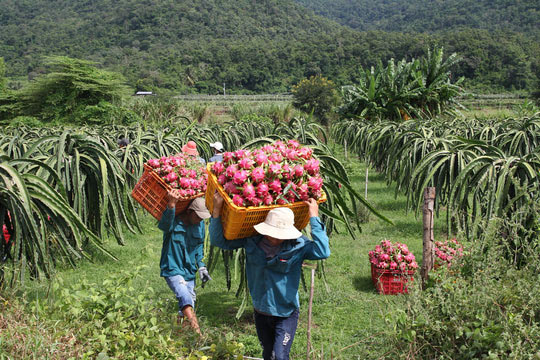 Thanh long Bình Thuận lao đao vì giá sụt giảm kỷ lục - 4