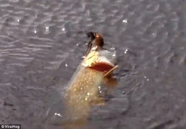 Video: Kinh ngạc cảnh cá dìm chim dưới nước để ăn thịt - 2