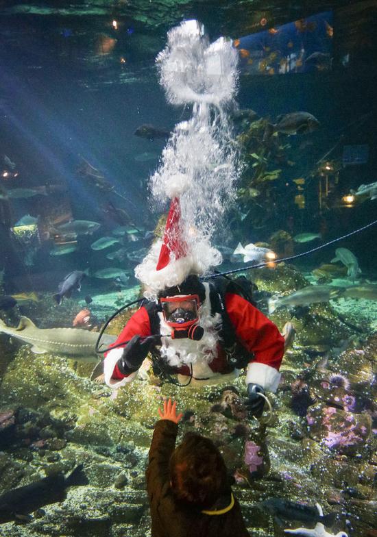 Canada: Hút khách bằng ông già Noel trong bể cá - 3