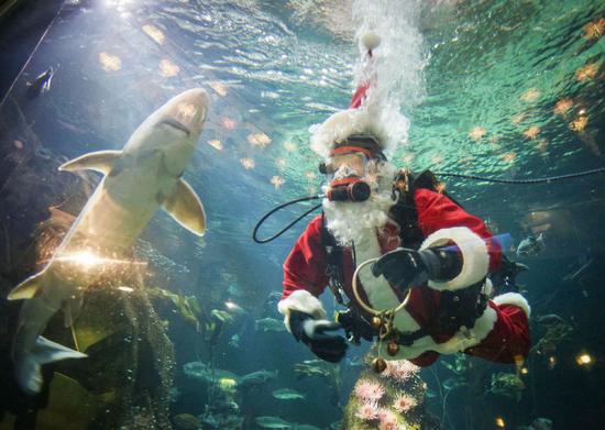 Canada: Hút khách bằng ông già Noel trong bể cá - 4