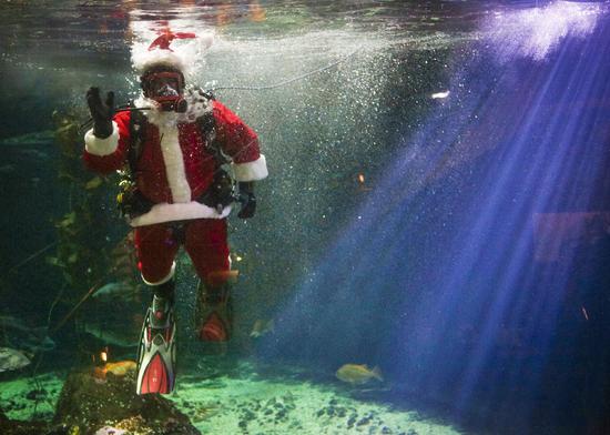 Canada: Hút khách bằng ông già Noel trong bể cá - 6