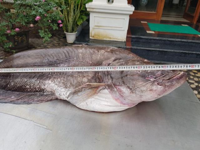 Cá leo khổng lồ, dài gần 1,7m “bay” từ nước ngoài về Hưng Yên