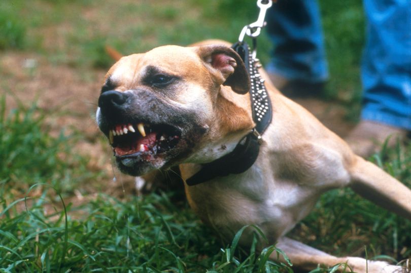 Mỹ: Cặp chó pit bull cắn chết người phụ nữ hàng xóm đêm Giáng sinh - 1