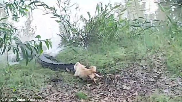 Video: Chó "có võ" đánh đuổi cá sấu dài 4m chạy trối chết - 1