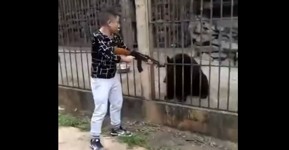 Phẫn nộ cảnh du khách Trung Quốc giương súng bắn chết gấu đen - 1