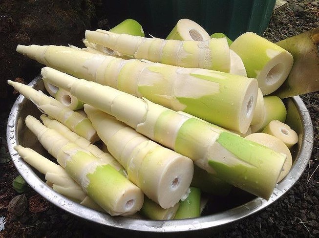 Độc tố trong măng tươi và những điều nhất định phải biết - 1