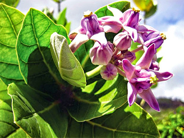 Thoát khỏi đờm, ho, khó thở - ông dùng lá bà gật gù khen hay - 4