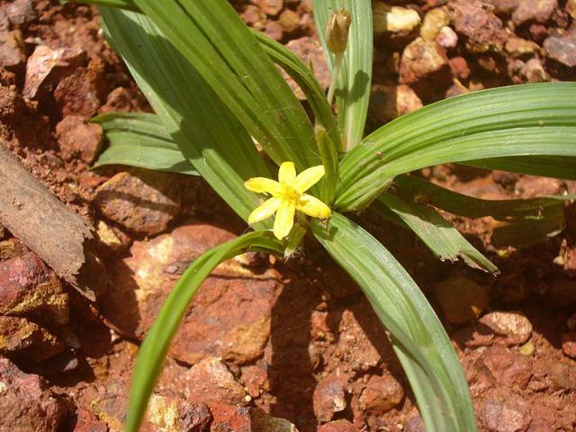 Loại cây là dược liệu vàng cho sinh lực phái mạnh chẳng hề thua kém Viagra