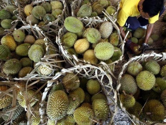 Loại quả "khó ngửi" với nhiều người nhưng có tác dụng chữa bệnh tuyệt diệu không thể ngờ