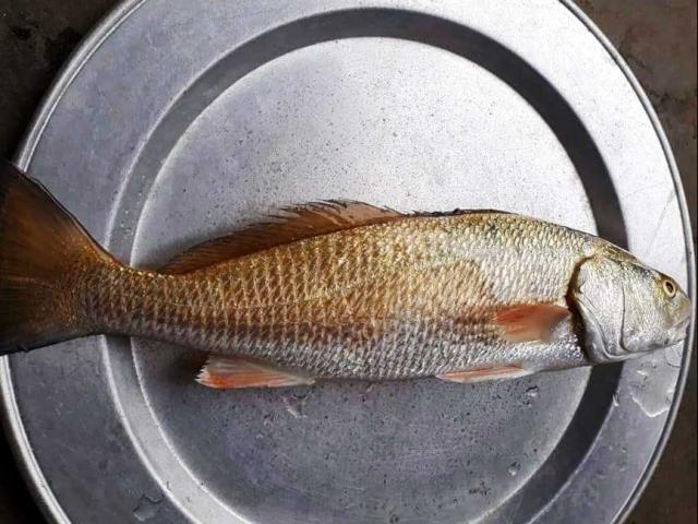 Định xẻ thịt cá để ăn, phát hiện thứ nghi là &#34;quý hơn cả vàng&#34;