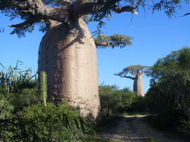 Loại cây khổng lồ ở châu Phi, người dân có thể sống bên trong và hái quả để ăn