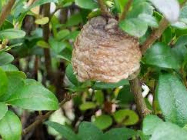 Thứ nhiều người nhìn thấy đã sợ lại là "thần dược" chữa bệnh