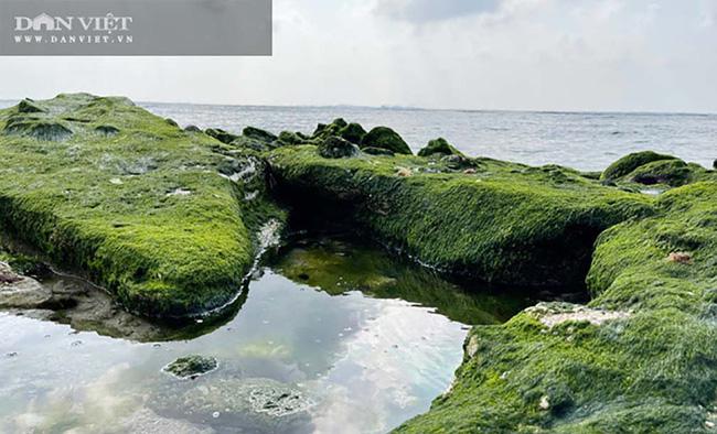 Du lịch sau Tết: Mê hoặc rêu xanh nơi sóng tự tình với đá ở đảo Lý Sơn - 4